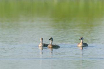 country goose and ducks