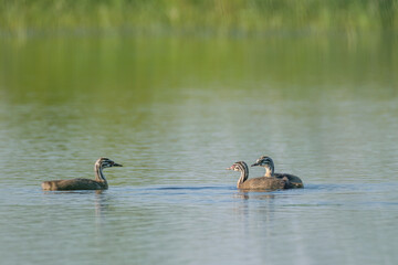 family of Great Crested Grebe
