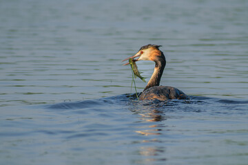 Great Crested Grebe with breakfast 