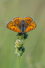  Küçük Ateş » Lycaena thersamon » Lesser Fiery Copper