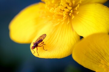 Vibrant yellow flower featuring a small insect in the center of the bloom