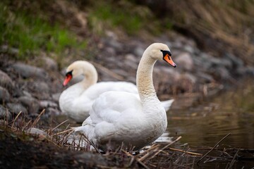 Naklejka na ściany i meble Swans gracefully wading in a shallow body of water near lush green grass