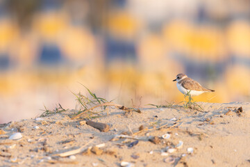 Kentish plover, protected waders on Italian beaches.