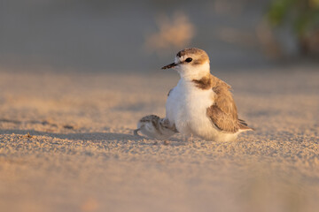 Kentish plover, protected waders on Italian beaches.