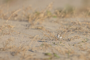 Wader or shorebirds, Kentish plover chick on the beach.