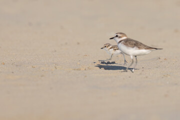 Wader or shorebirds, Kentish plover chick on the beach.