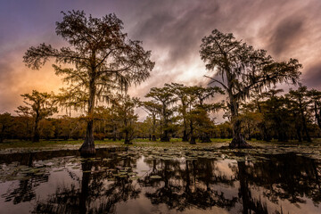 The beauty of the trees in the wetland of the Caddo Lake State Park, Texas - 618759147
