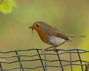 Robin with grubs in its beak