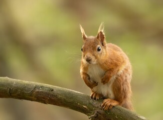 Naklejka na ściany i meble Scottish red squirrel in its natural habitat