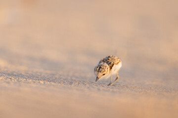 Wader or shorebirds, Kentish plover chick on the beach.