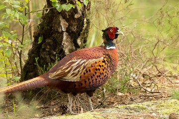 Male pheasant walking through the woodland