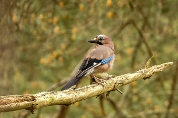 Jay perched on a tree branch