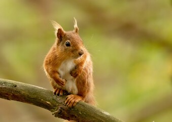 Naklejka na ściany i meble Scottish red squirrel in its natural habitat