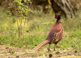Male pheasant walking through the woodland