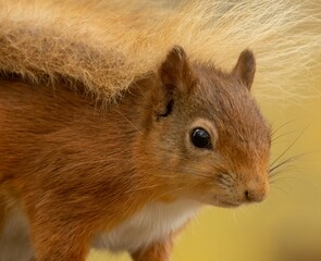 Scottish red squirrel in its natural habitat