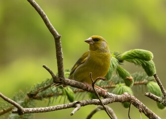 Greenfinch perched on the tree branch