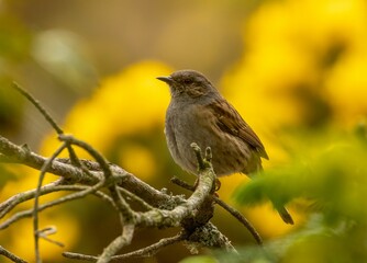 Dunnock perched on the tree branch