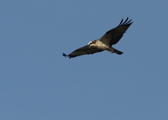 Fototapeta na wymiar Osprey flying in the blue sky