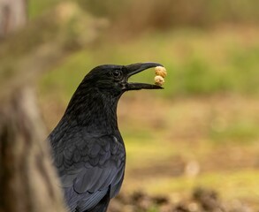 Black carrion crow with two nuts in its beak