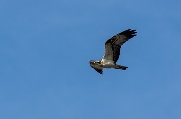 Osprey flying in the blue sky