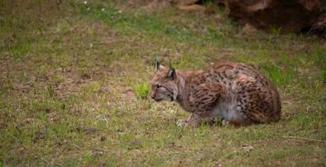 Boreal Lynx sitting on the grass.