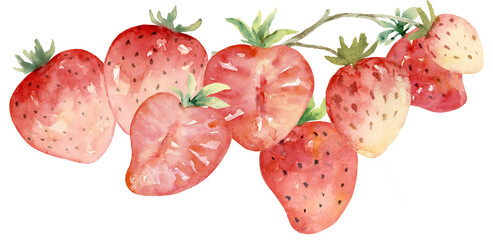 Strawberry , Full and Halves with Curve Branch Watercolor Hand Painted - 618759915