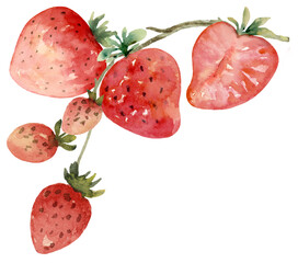 Strawberry Full and Half, Small Corner with Curve Branch Watercolor Hand Painted - 618759916