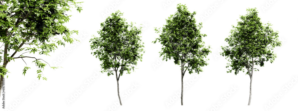 Leinwandbilder fraxinus americana trees isolated on transparent background and selective focus close-up. 3d render 