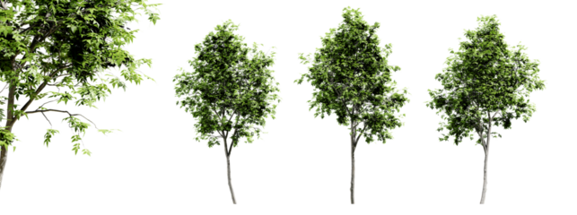 Fraxinus americana trees isolated on transparent background and selective focus close-up. 3D render image.