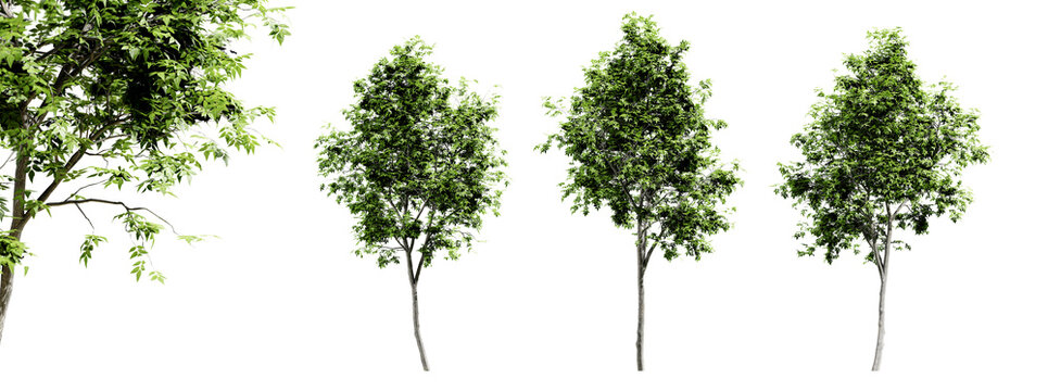 Fraxinus americana trees isolated on transparent background and selective focus close-up. 3D render image.