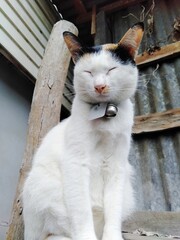 White cat sitting asleep