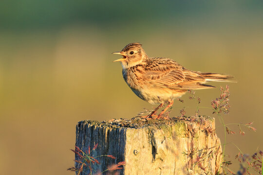 Die Feldlerche eine gef&auml;hrdete Art in ihrem nat&uuml;rlichen Habitat.