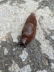 The Spanish slug has established an ecological balance in the Moscow region