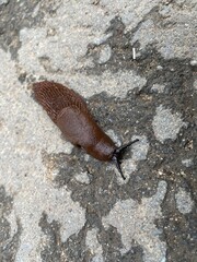 The Spanish slug has established an ecological balance in the Moscow region