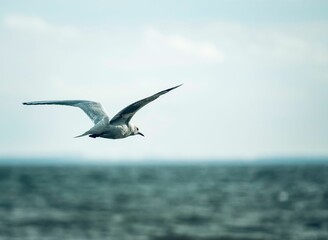 Fototapeta na wymiar Closeup of a seabird flying above the sea