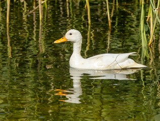 Female white duck swimming in the water