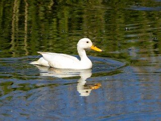 Female white duck swimming in the water
