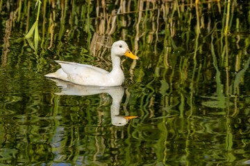 Female white duck swimming in the water