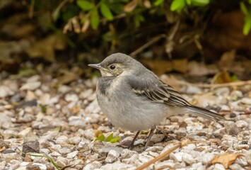 Juvenile pied wagtail in the garden