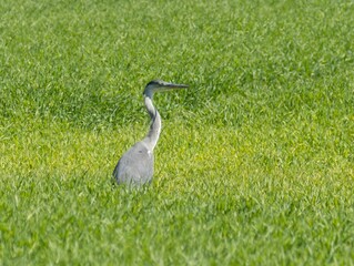 Fototapeta premium Grey heron in a green grassy field