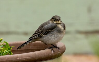 Obraz premium Juvenile pied wagtail in the garden