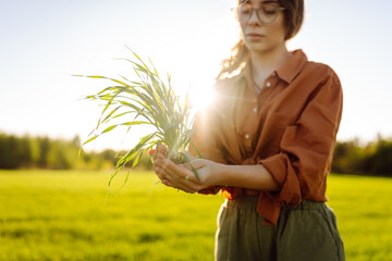 Young woman farmer in a wheat field examines wheat sprouts. Agronomist checks quality of wheat...
