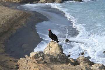 Turkey vulture perched on a coastal rock. Peru.