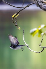 Up of a small bird perched on a tree branch with its wings outstretched and ready for takeoff