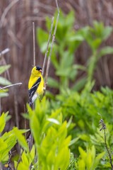 Yellow and black bird perched on a barren tree branch