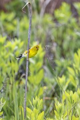 Small yellow bird perched on the twig of a lush, green plant in a natural outdoor setting