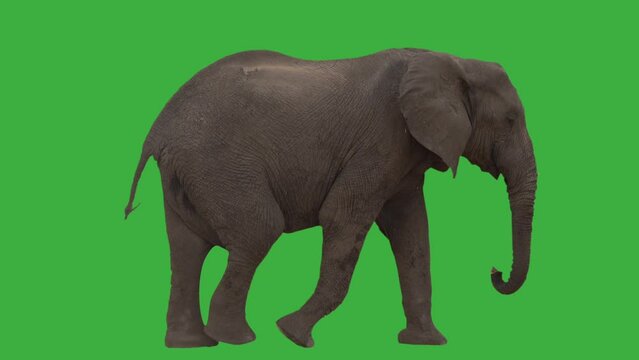Realistic animation of a walking elephant walking isolated on a green screen background