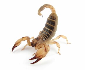Closeup of a venomous scorpion on a white background