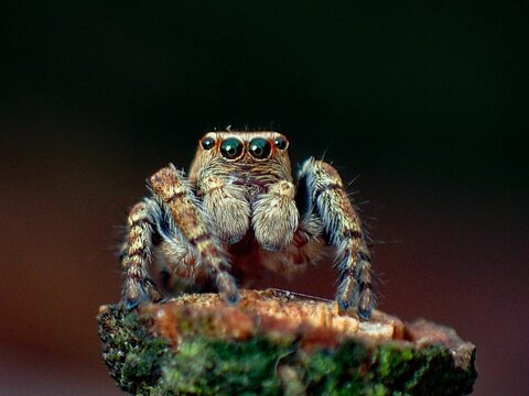 Close-up of a spider perched on a tree branch