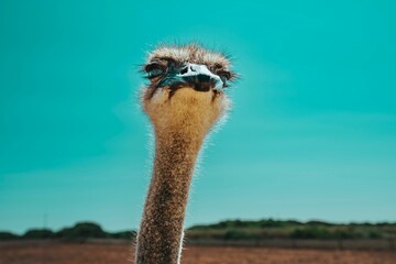 Majestic ostrich in its enclosure, gazing off into the distant horizon